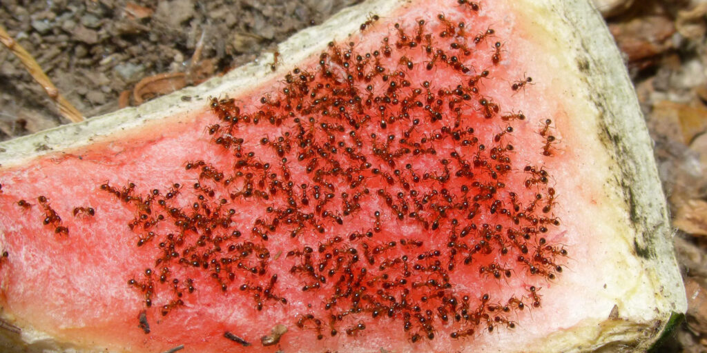 Nahrungsquellen von Ameisen