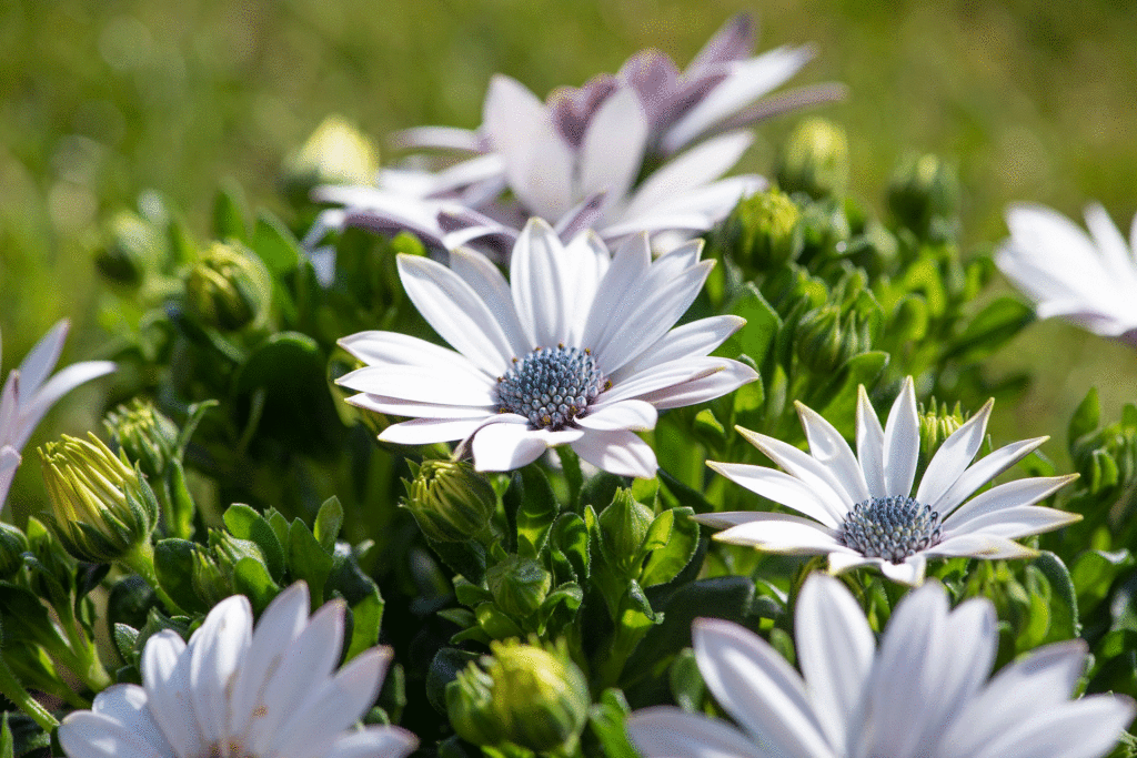 Blüten einer weißen Kapmargerite