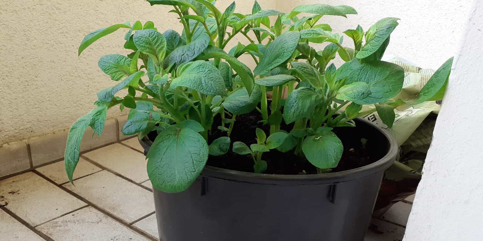 32+ Kartoffeln Balkon Pflanzen, Sie ist einfach anzubauen und bietet