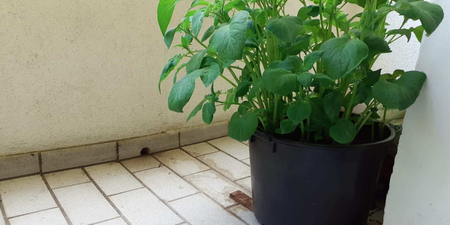 Kartoffeln auf dem Balkon pflanzen Heimmeister