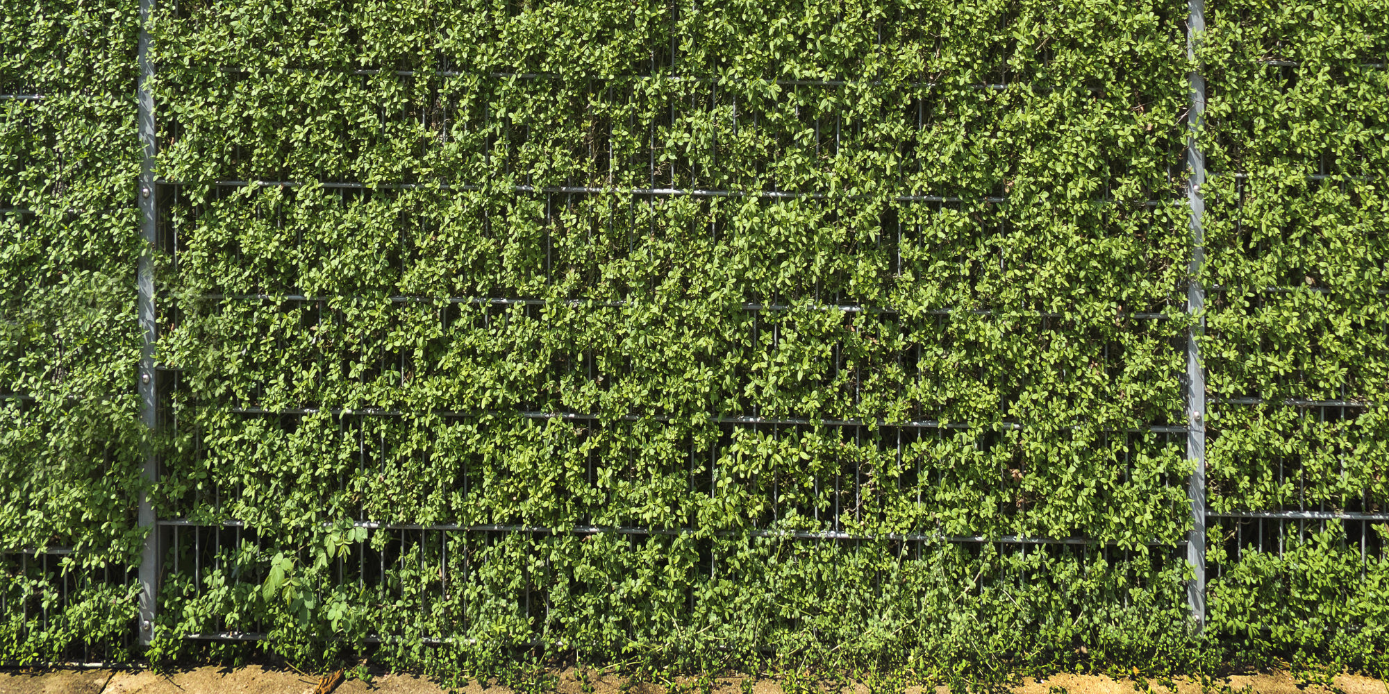 Zaun oder Hecke? Heimmeister