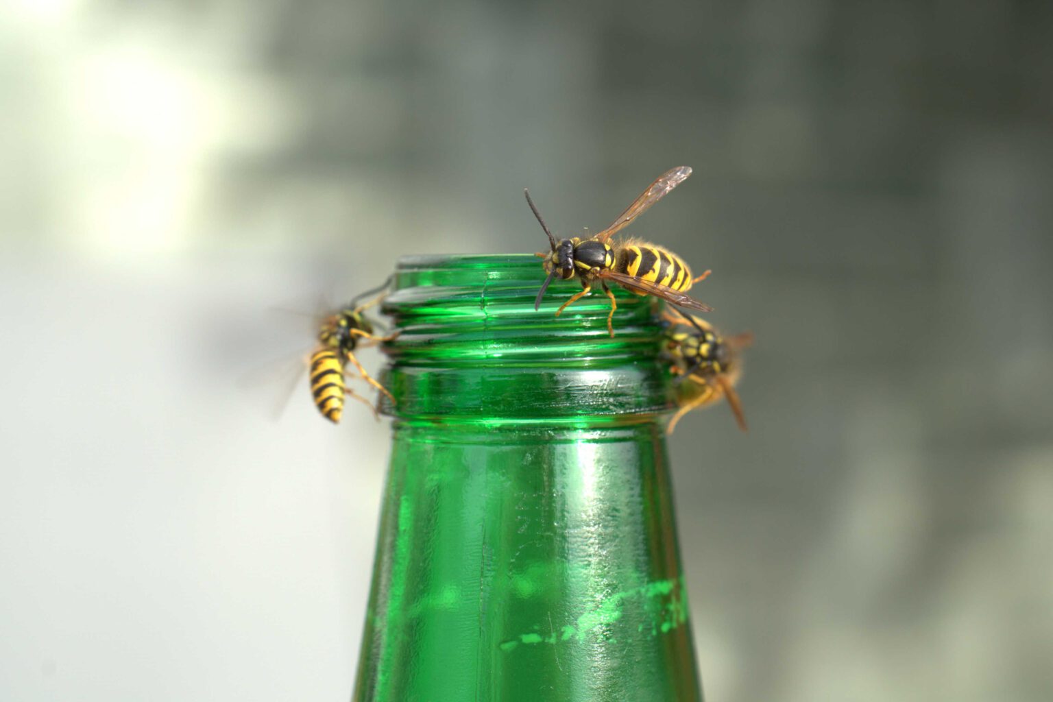 Wespen auf Balkon und im Garten Heimmeister