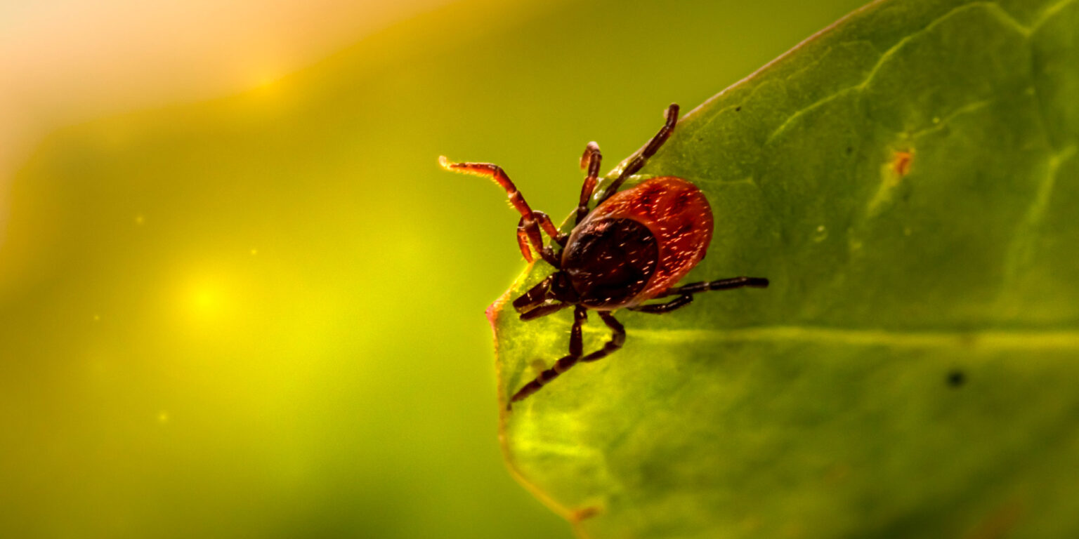 Wie wird man Zecken im Garten los? Heimmeister