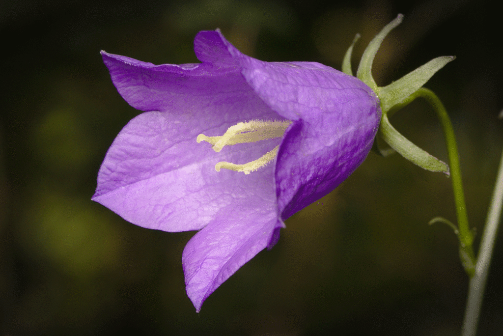Eine Blüte einer violetten Glockenblume