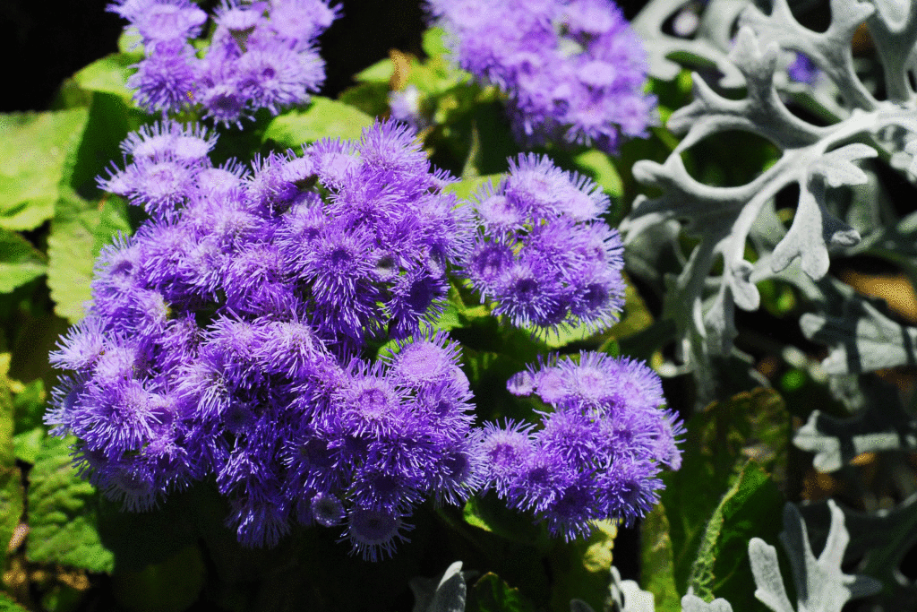 Violett-blauer Leberbalsam