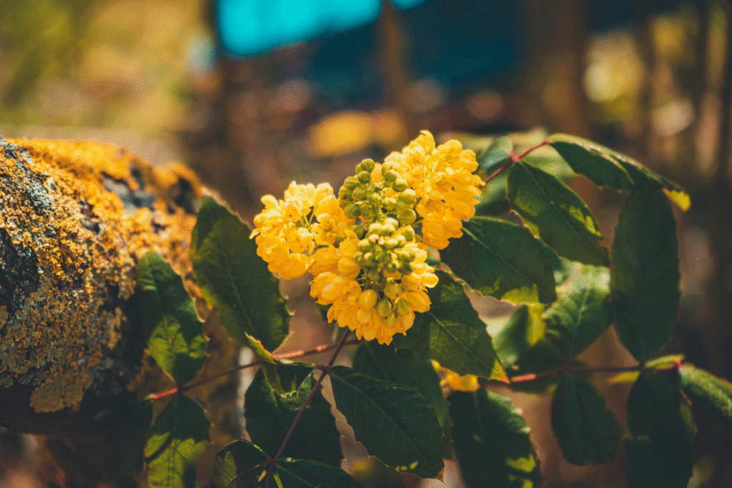 Blüten einer goldgelber Mahonie