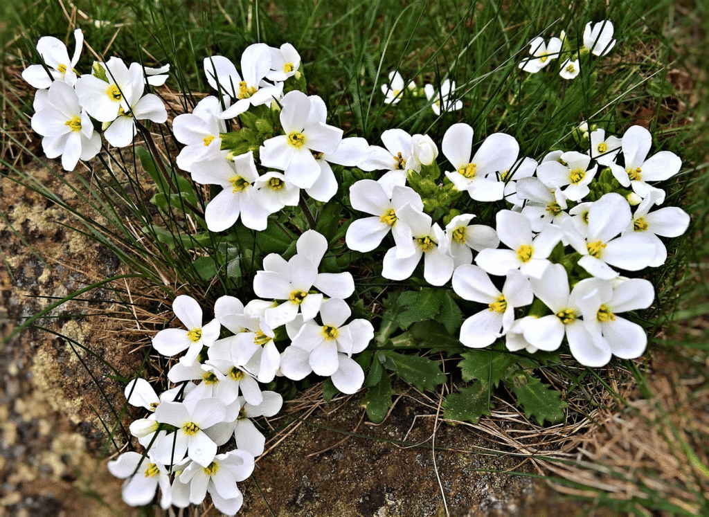 Eine weiße Schneeflockenblume im close-up