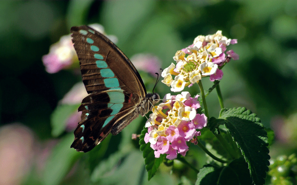 Ein Schmetterling auf einem Wandelröschen